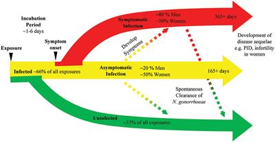 gonococcal urethritis and cervicitis symptoms